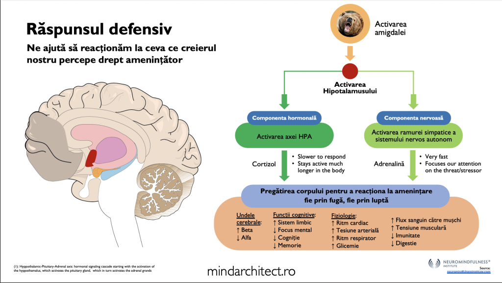neurobiologia stresului mind architect 2